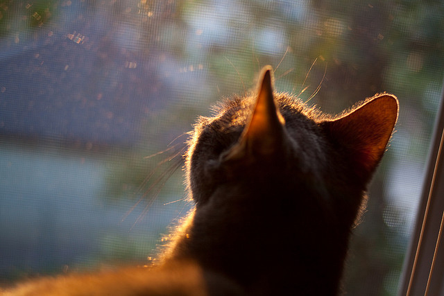 杜兰特重返赛场篮网重新定义未来，杜兰特篮网首秀