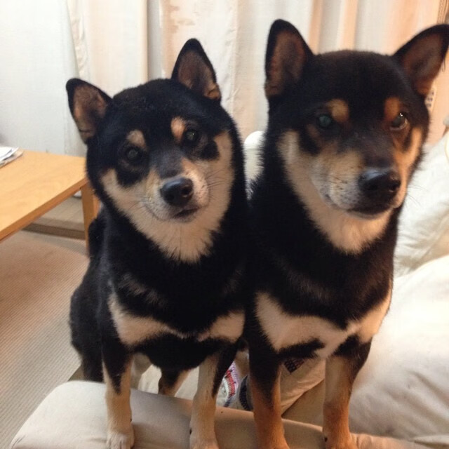 澳大利亚组合鲁索与基尼决赛表现稳健,澳大利亚组合鲁索与基尼决赛表现稳健的比赛